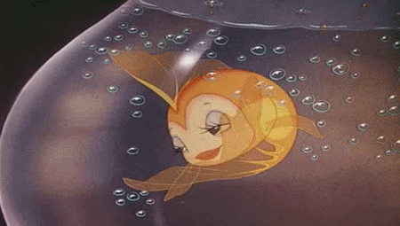 goldfish