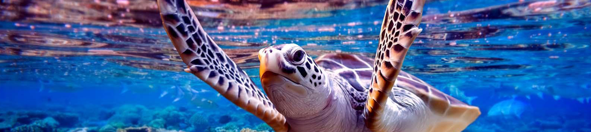turtle